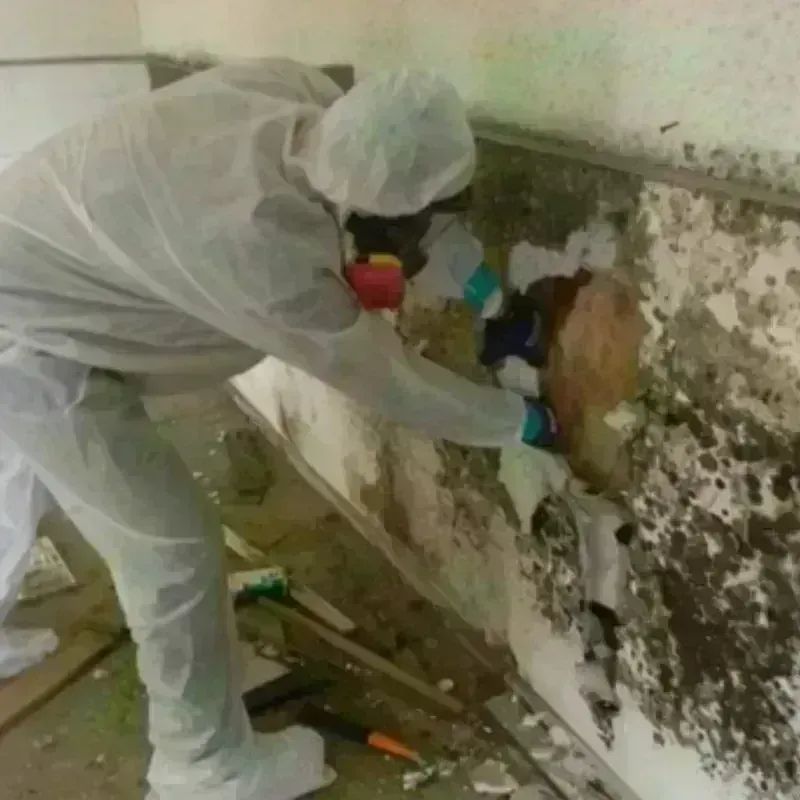 Mold Remediation and Removal in Peekskill, NY